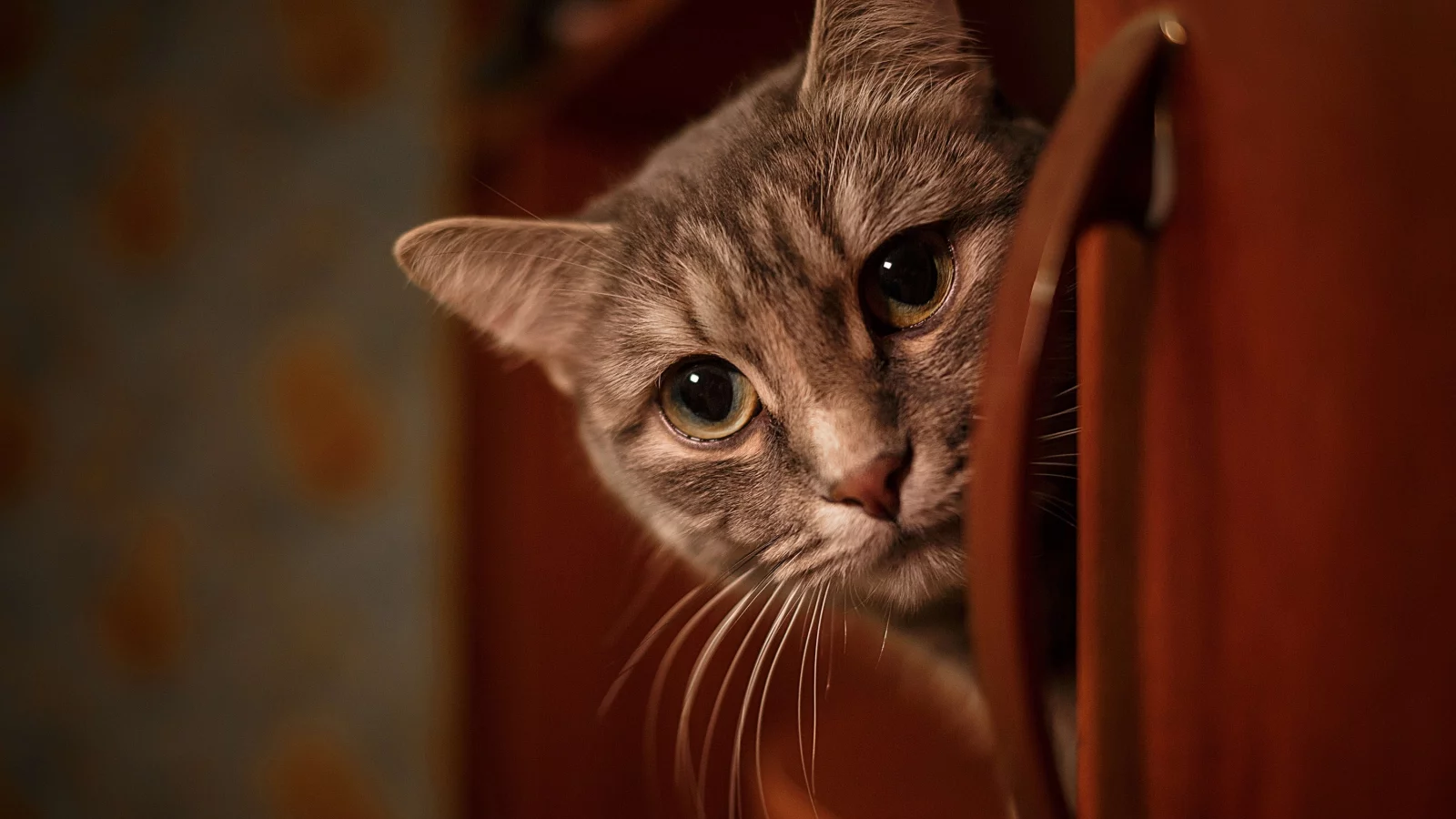 кошка, животные, взгляд