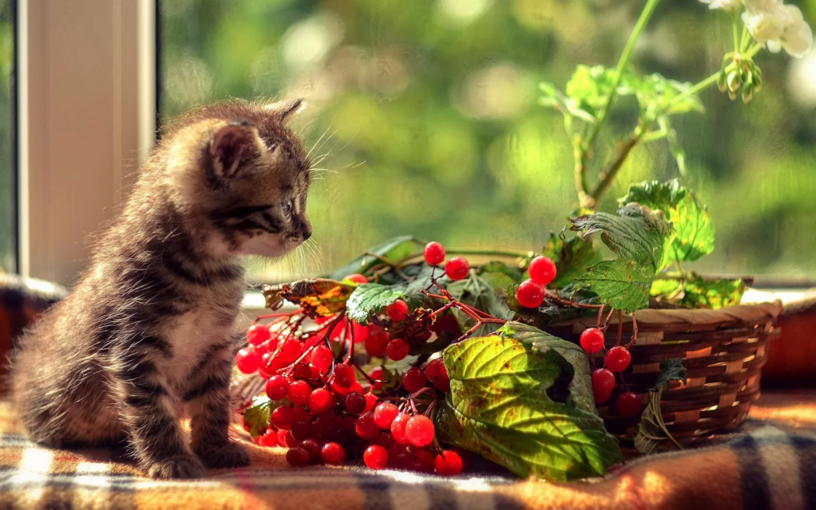 котёнок, маленький, рябина гроздья