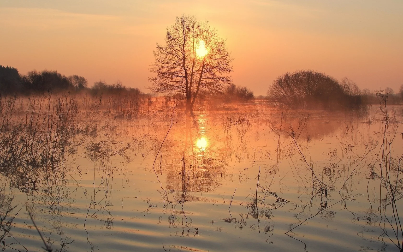 вода, берег, трава, деревья