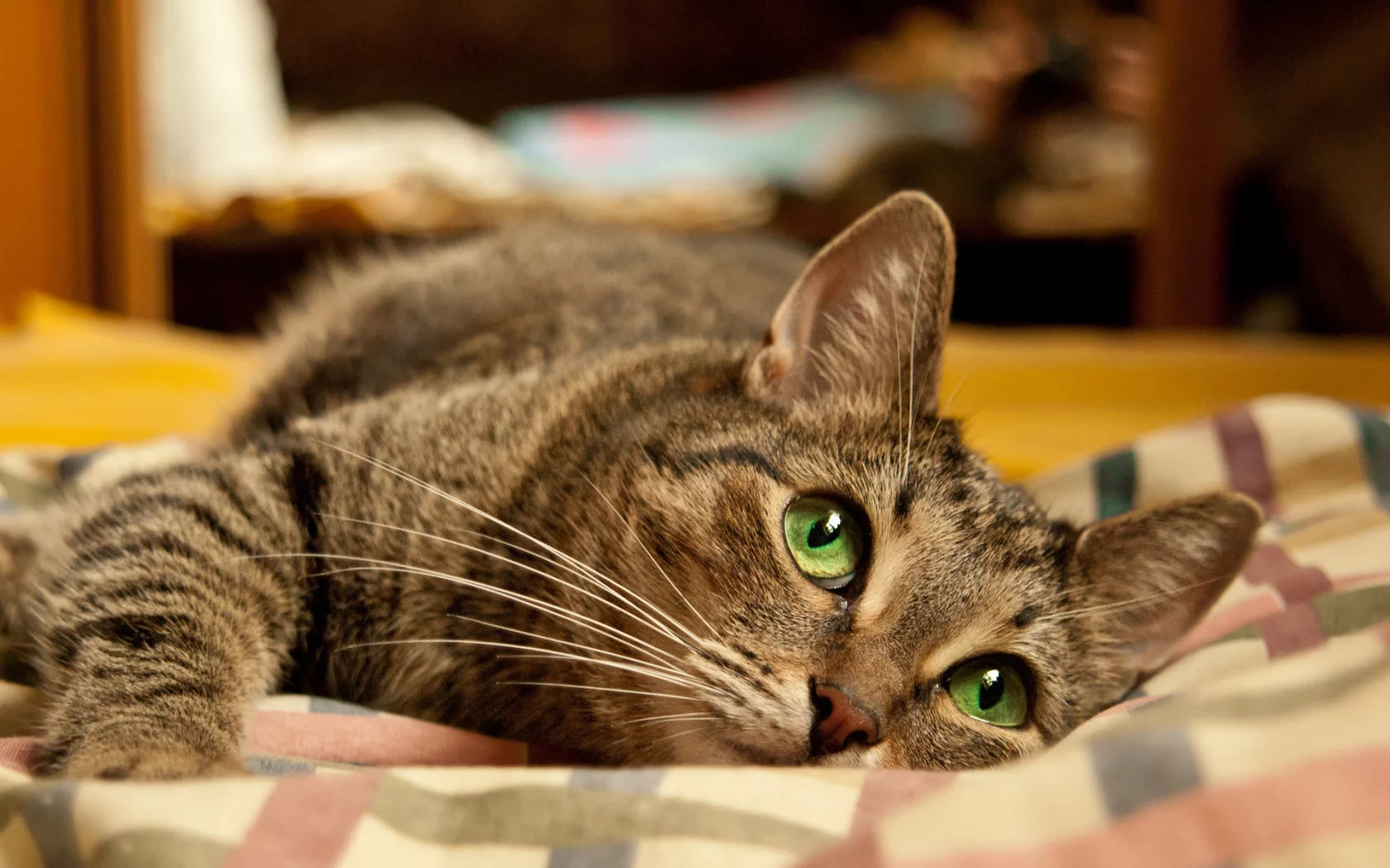 кошка, животные, взгляд