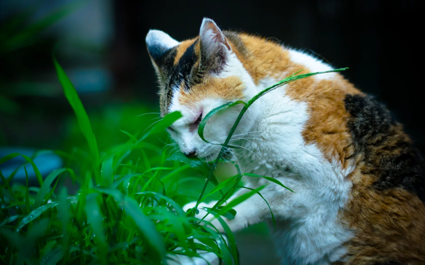 кошка, животные, взгляд