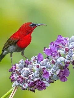 птица, природа, фон