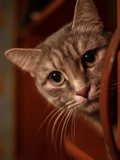 кошка, животные, взгляд