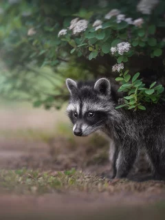 енот, взгляд