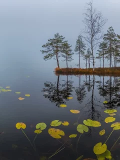 вода, деревья