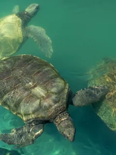 черепахи, вода