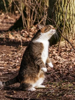 кошка, животные, лапа
