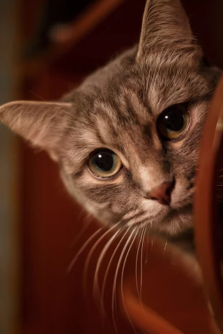 кошка, животные, взгляд