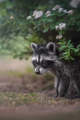 енот, взгляд
