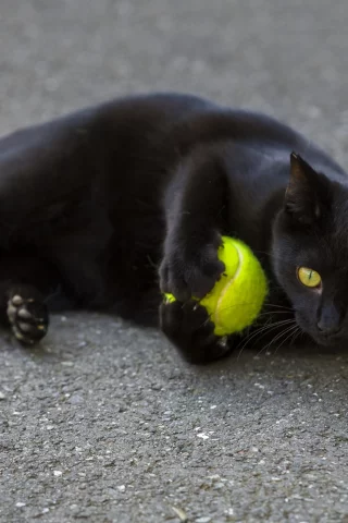 кот, взгляд, играет