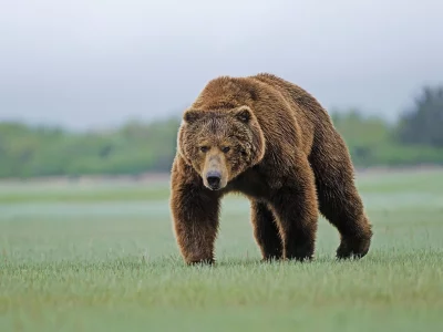 медведь, взгляд, смотрит