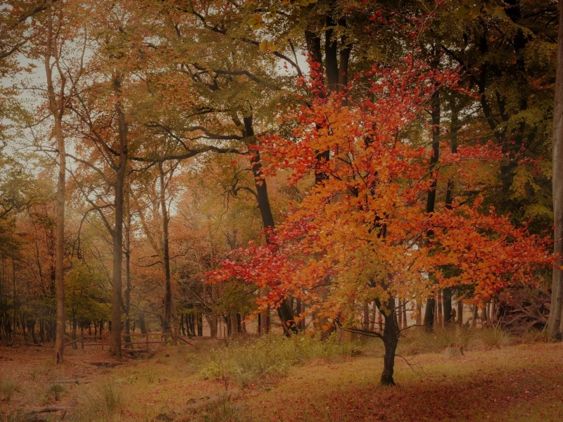 пейзаж, природа, красота