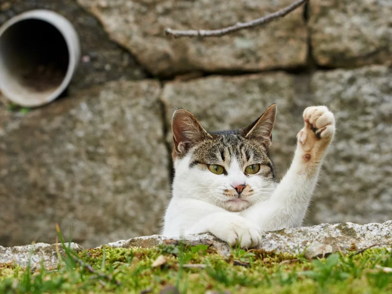 кошка, животные, взгляд