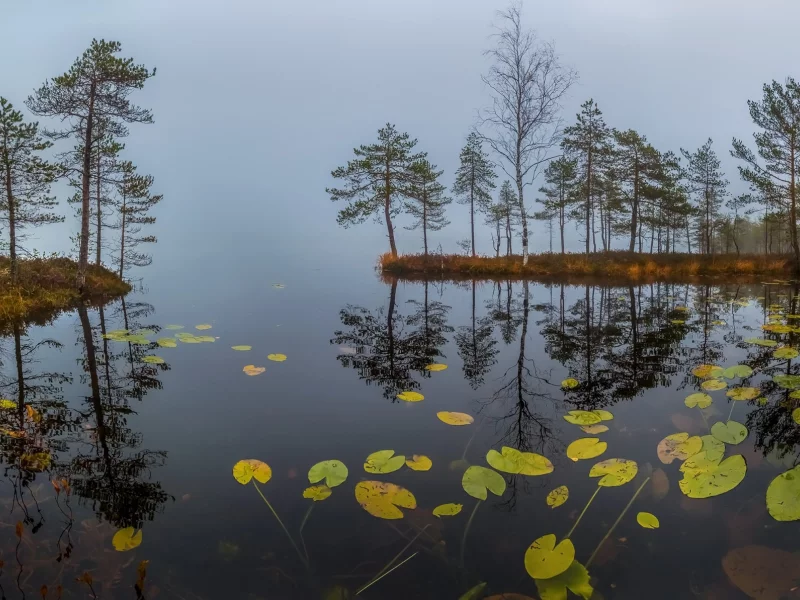 вода, деревья