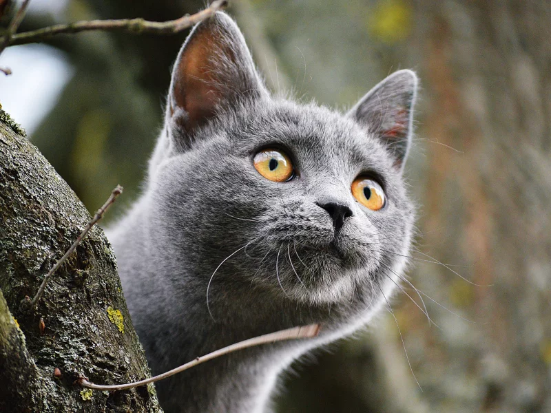 кот, взгляд, усы