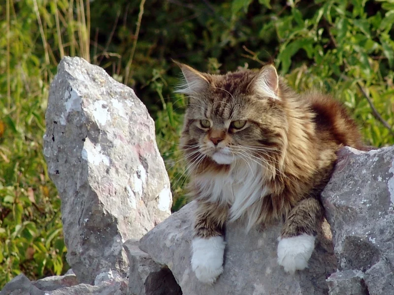 кот, животное, на природе