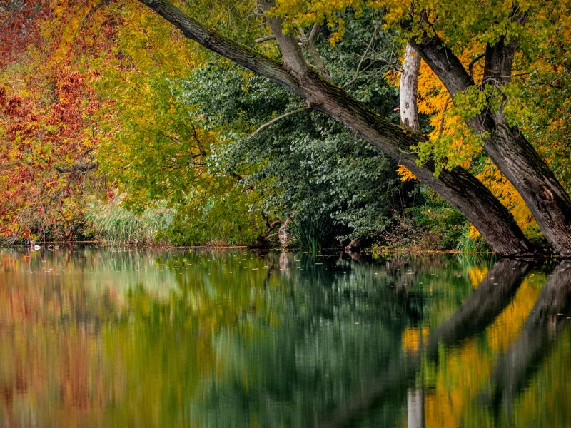 лес, вода