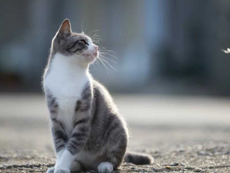 кошка, животные, взгляд