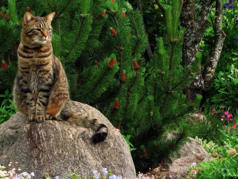 кот, взгляд, усы