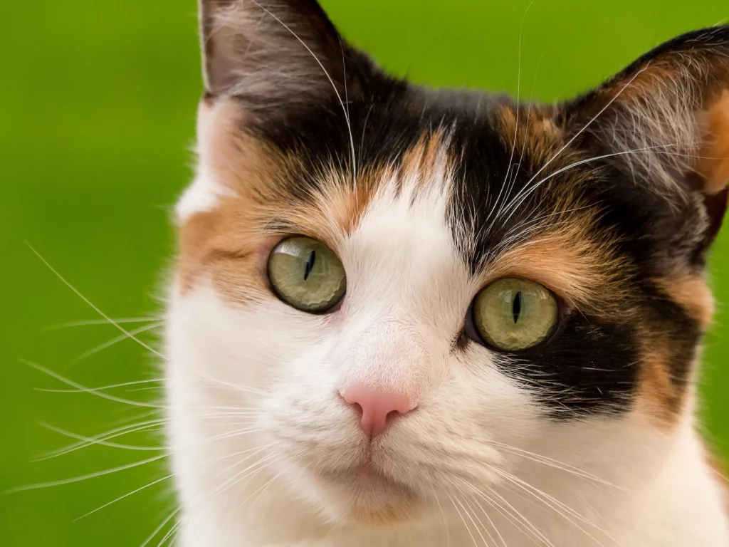 кошка, животные, взгляд, уши