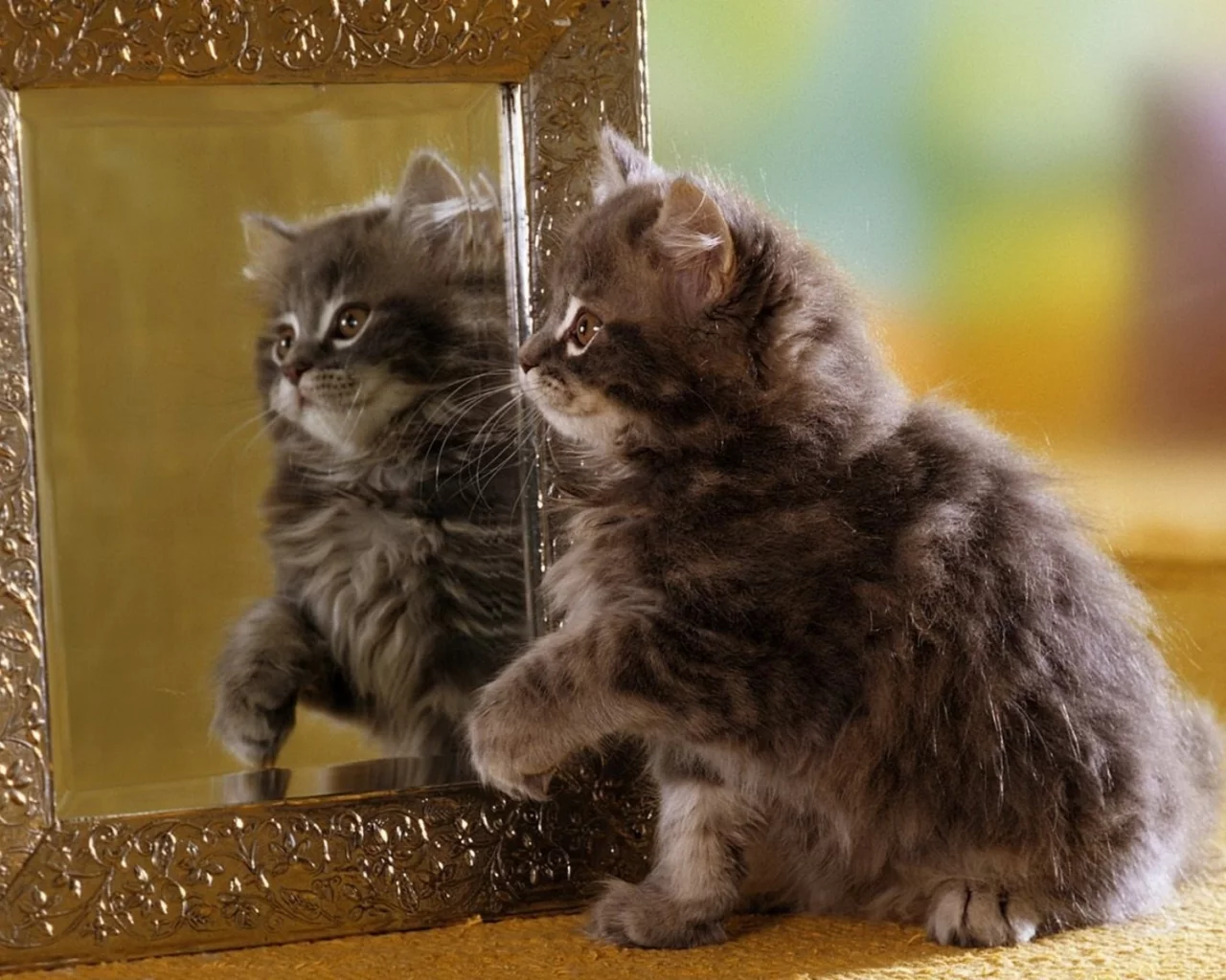 котёнок, маленький, сидит у зеркала