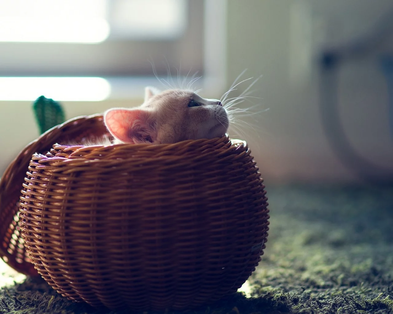 котёнок, маленький, сидит в корзине