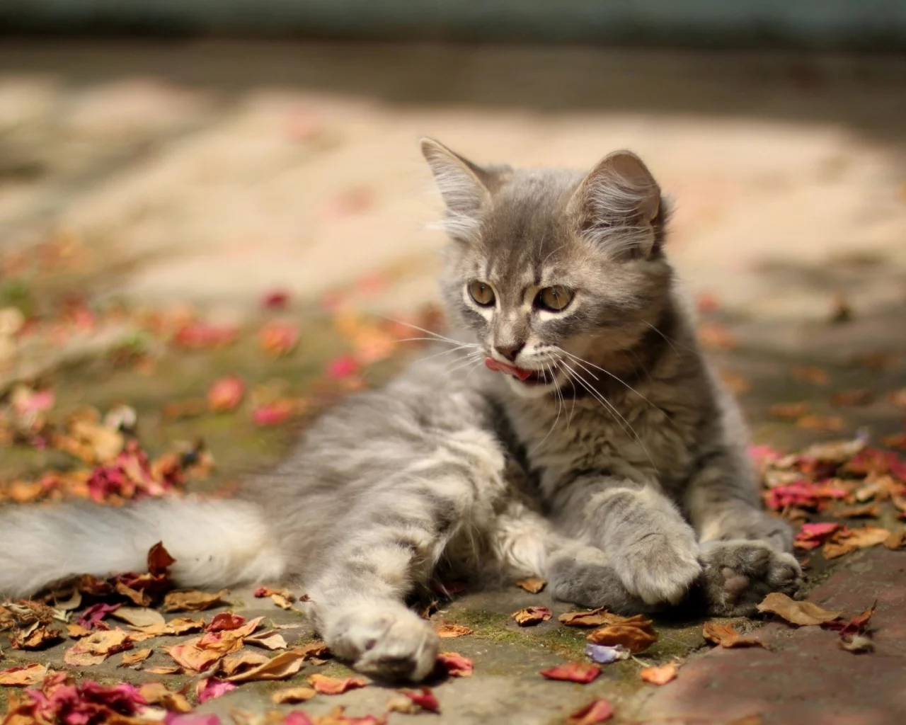 котёнок, лежит