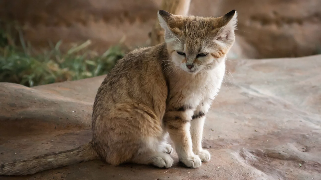кот, взгляд