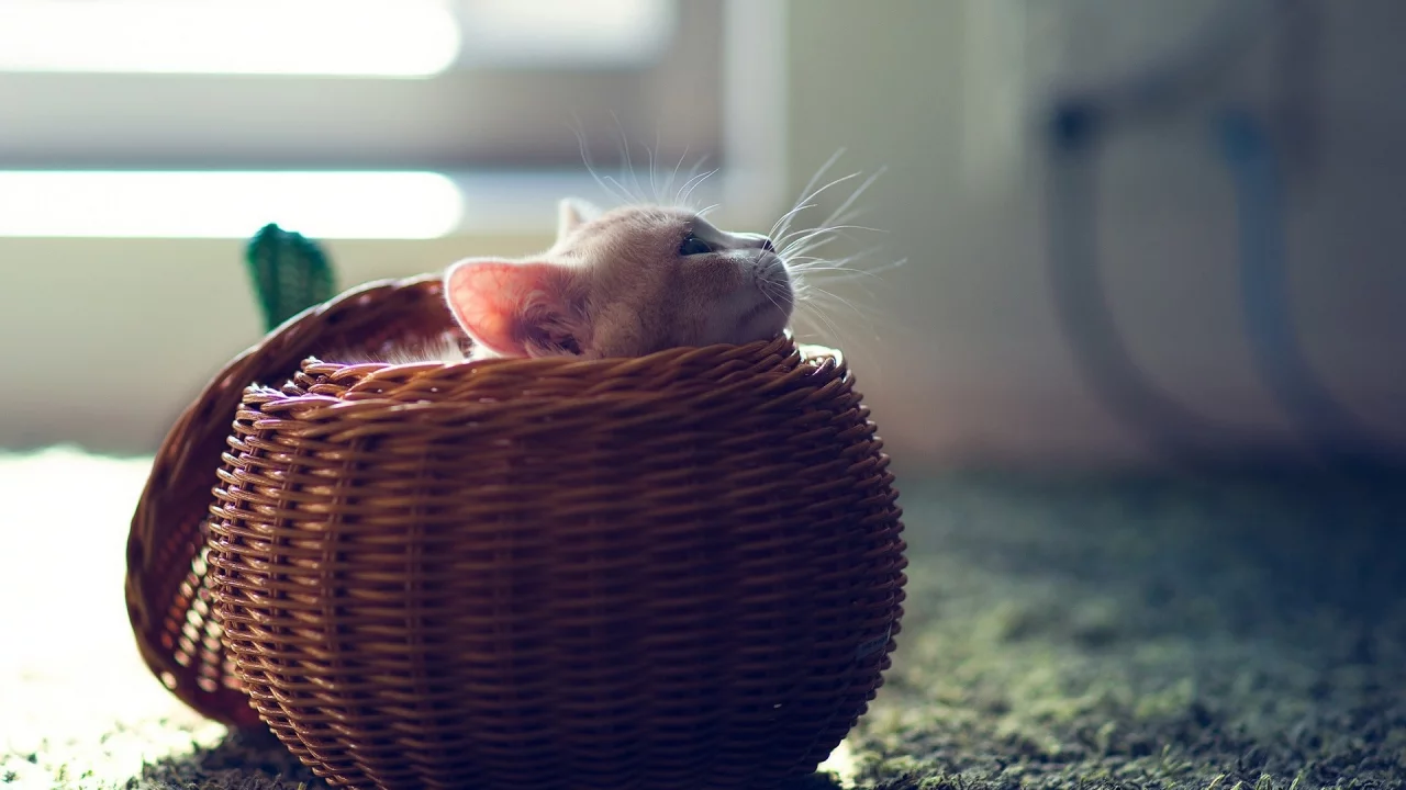 котёнок, маленький, сидит в корзине