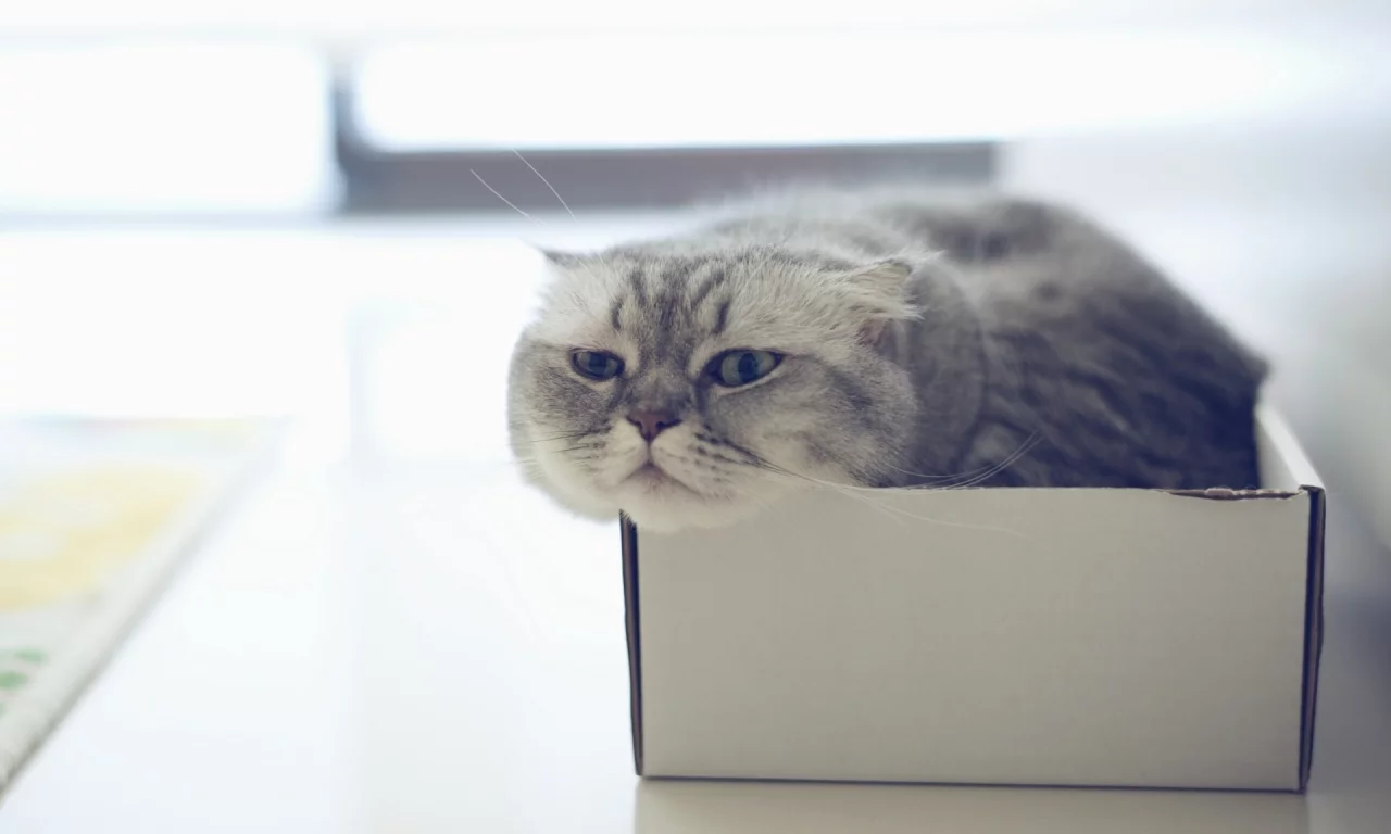 кот, взгляд, лежит в коробке