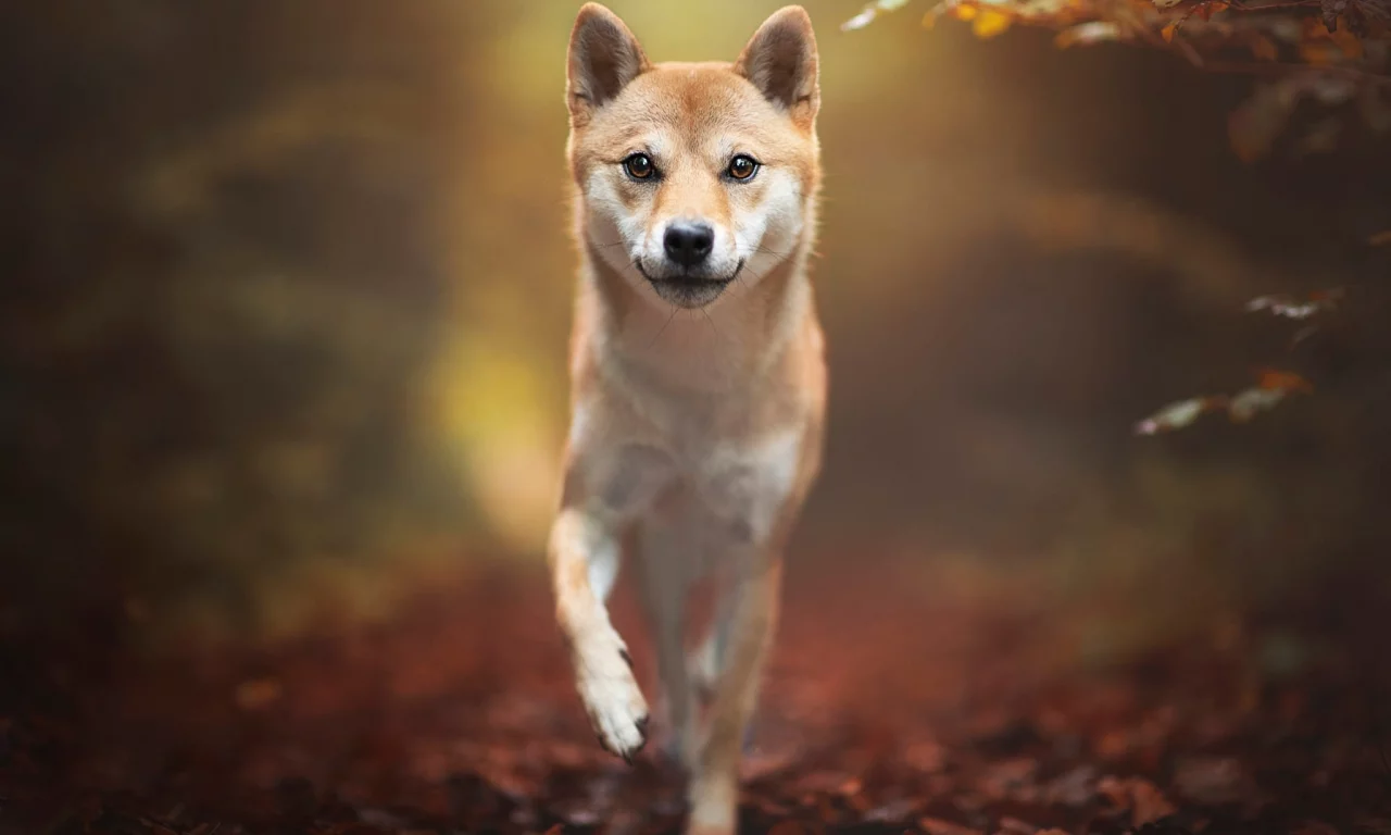 сова, взгляд