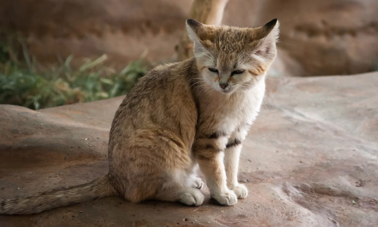 кот, взгляд