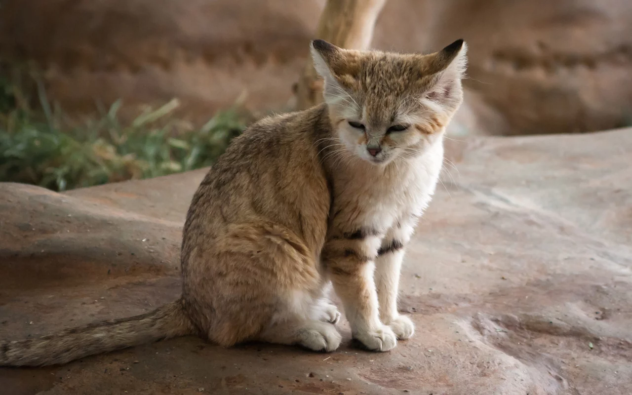 кот, взгляд