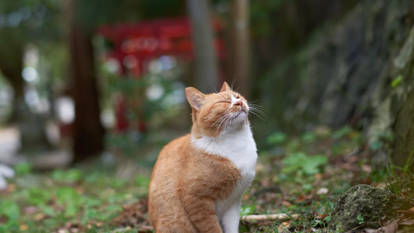 кошка, животные, взгляд, уши