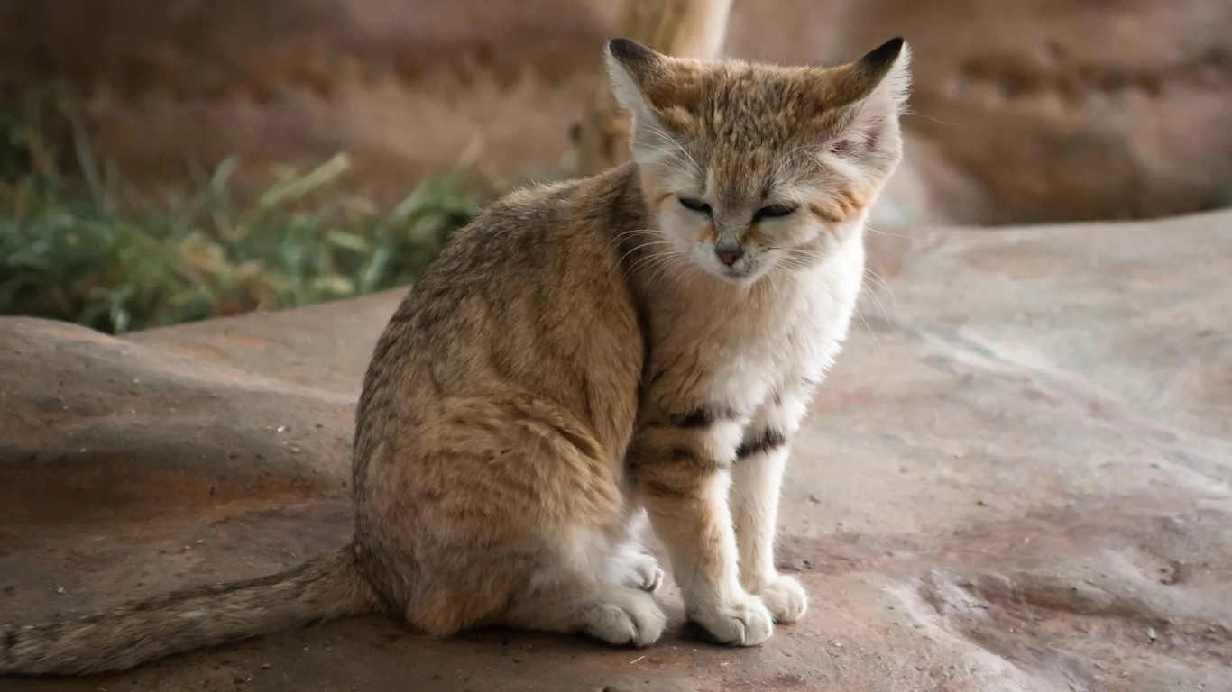 кот, взгляд