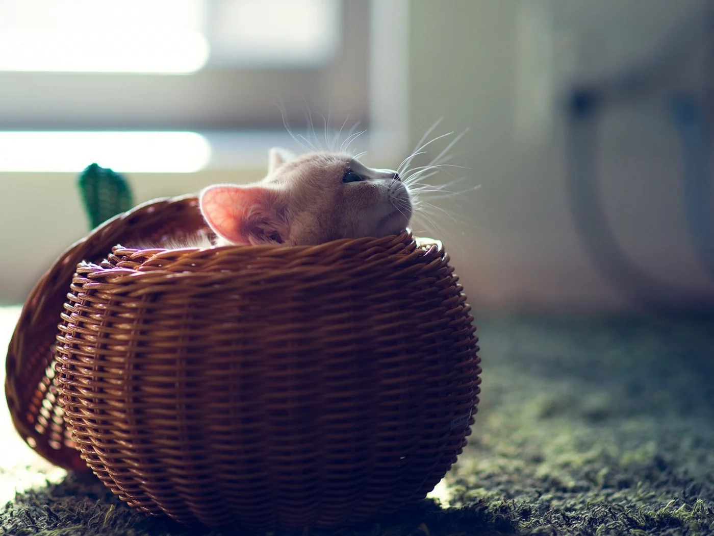 котёнок, маленький, сидит в корзине