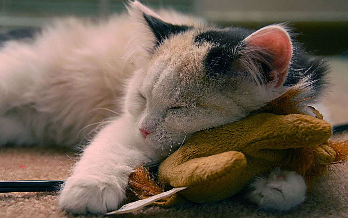 кот, спит