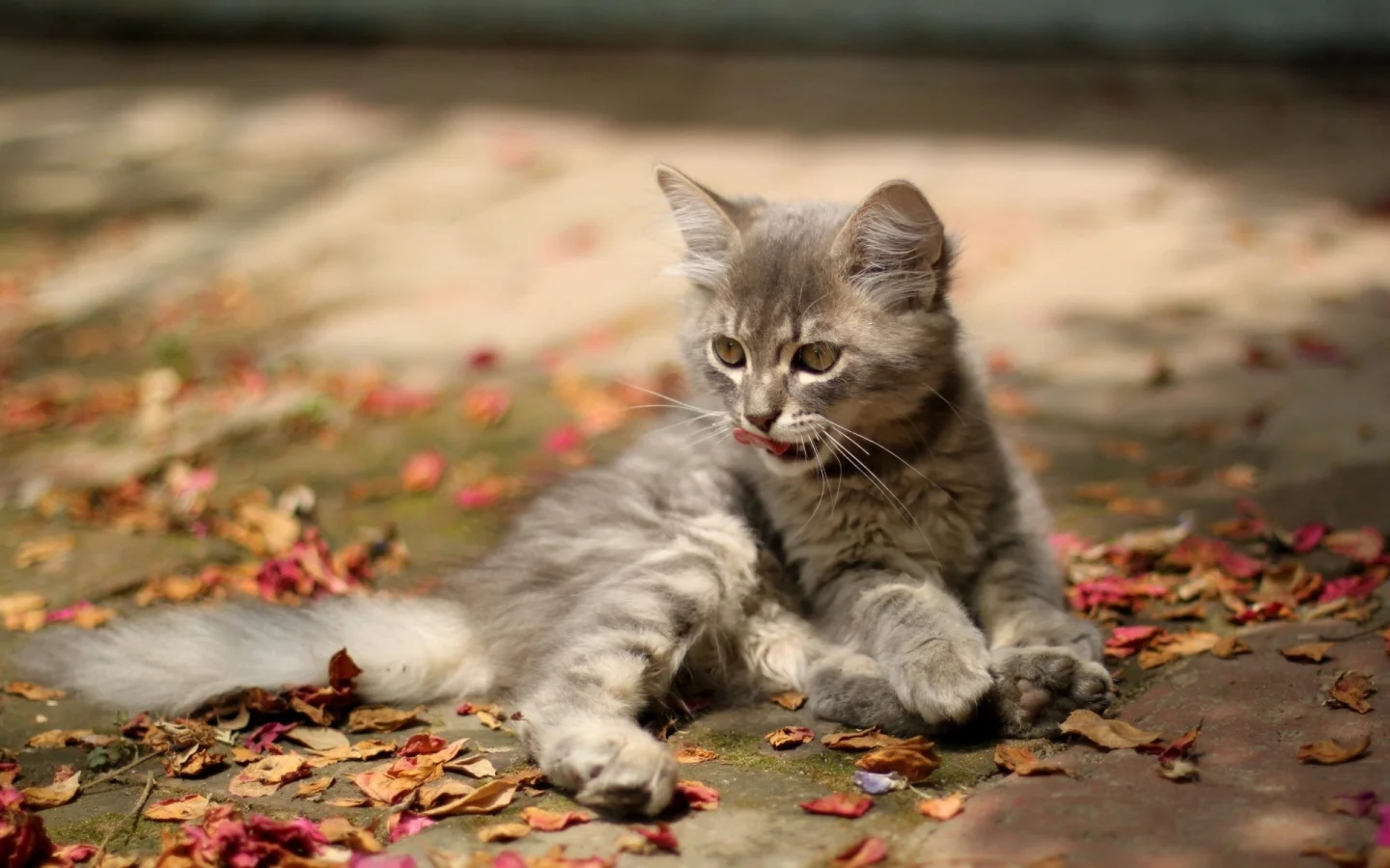 котёнок, лежит