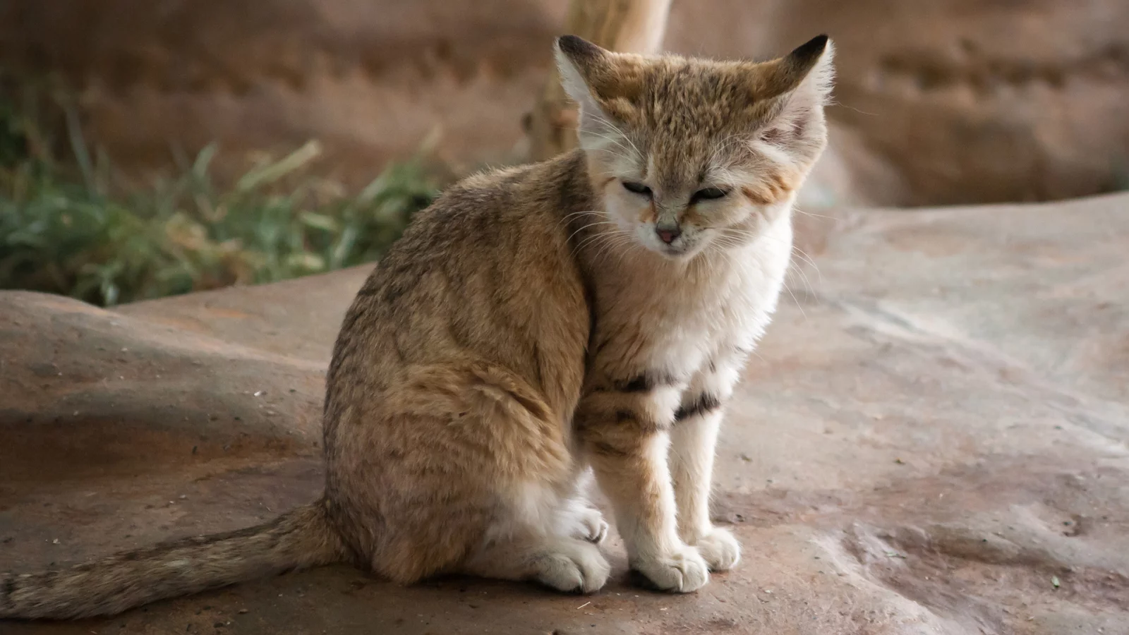 кот, взгляд