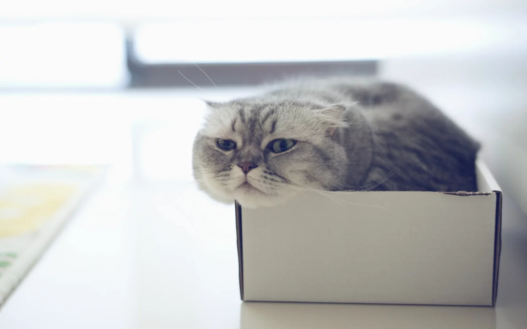 кот, взгляд, лежит в коробке