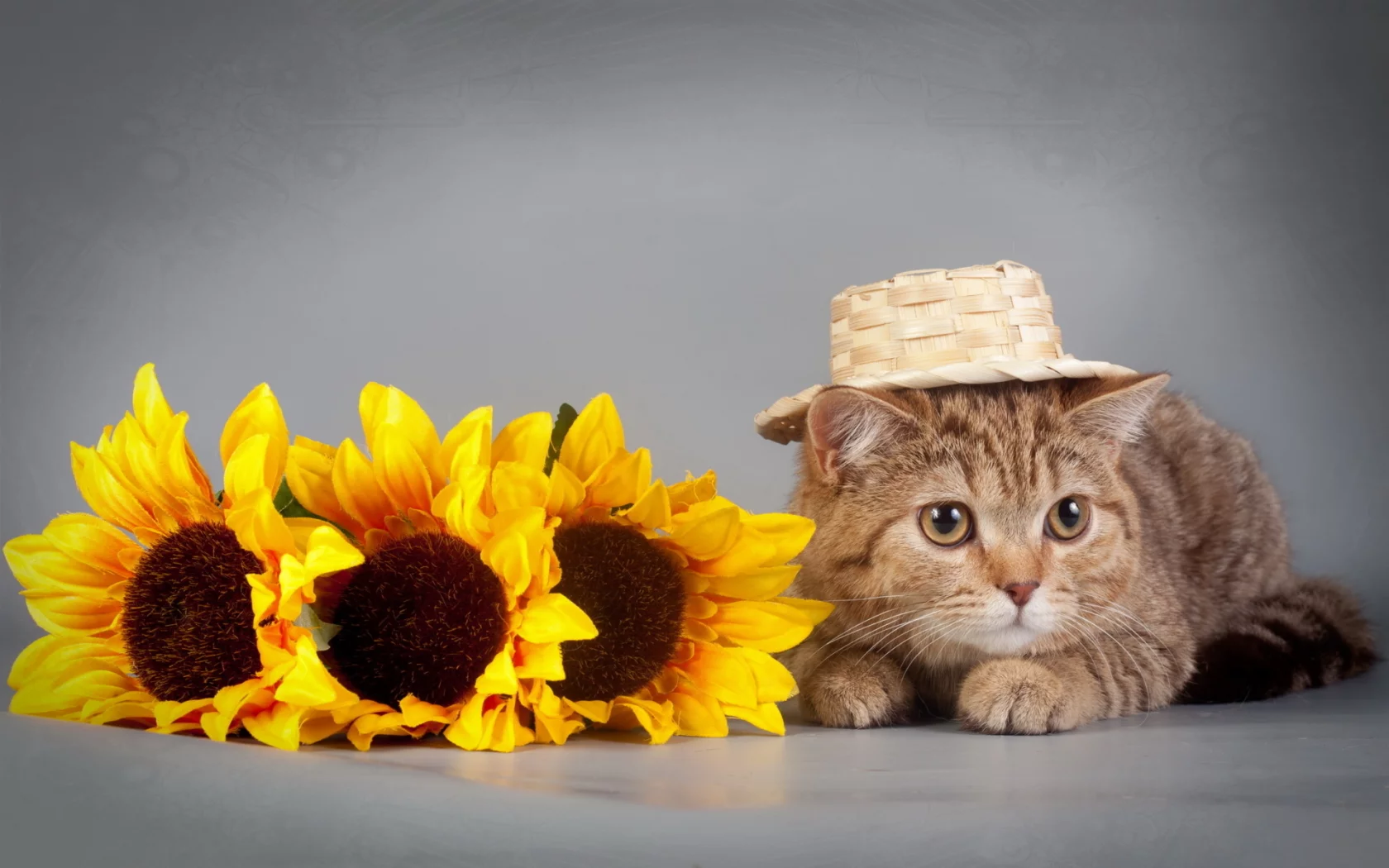 кот, в шляпе, с подсолнухами