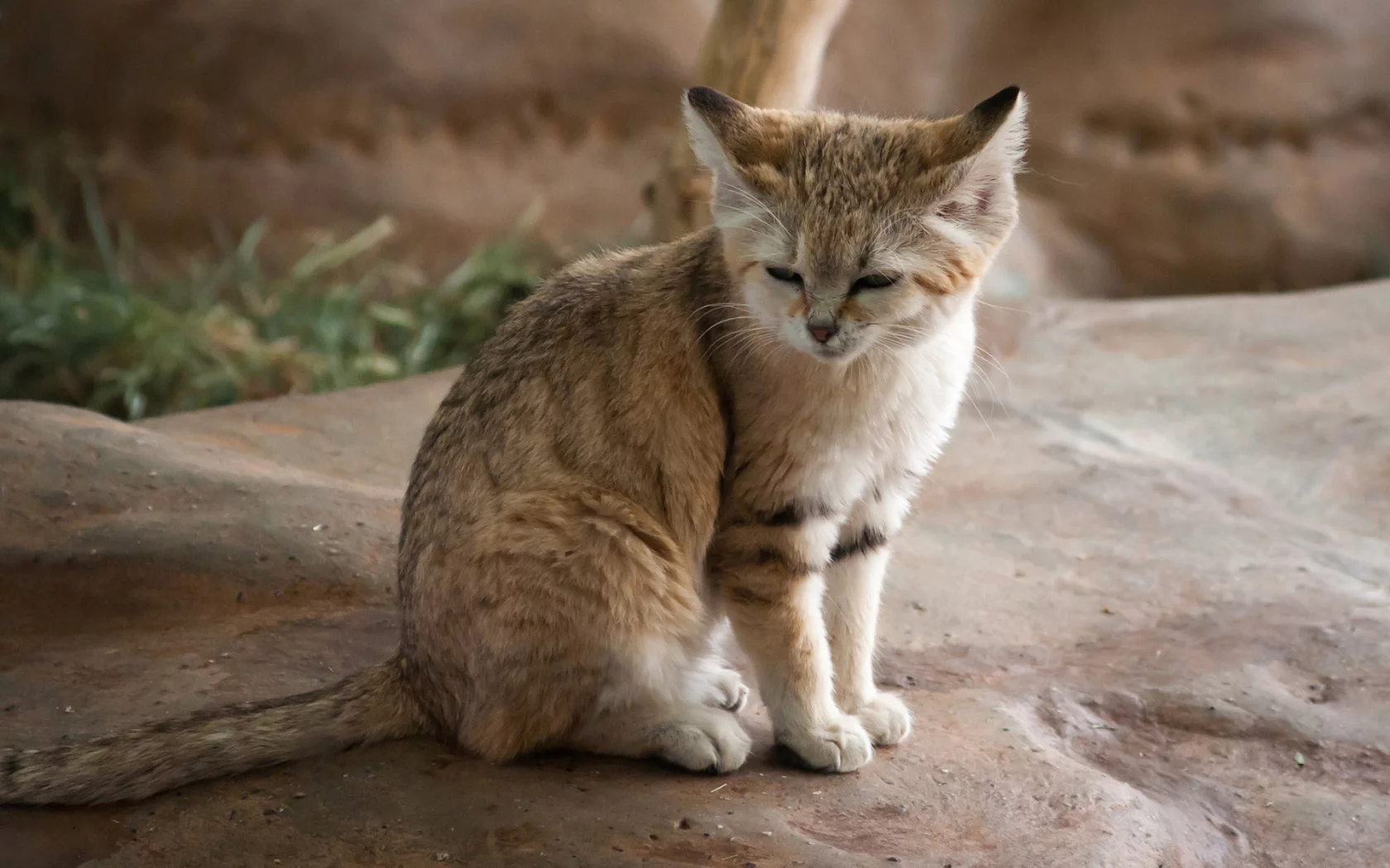 кот, взгляд