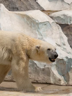 белый медведь, животные, снег