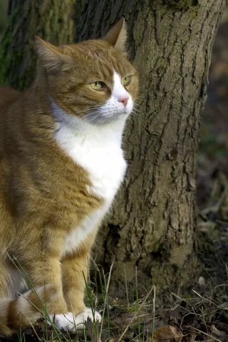 кошка, животные, взгляд, уши
