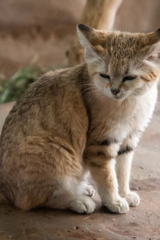 кот, взгляд