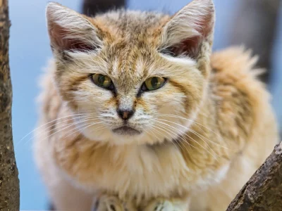 кот, рыжий, взгляд