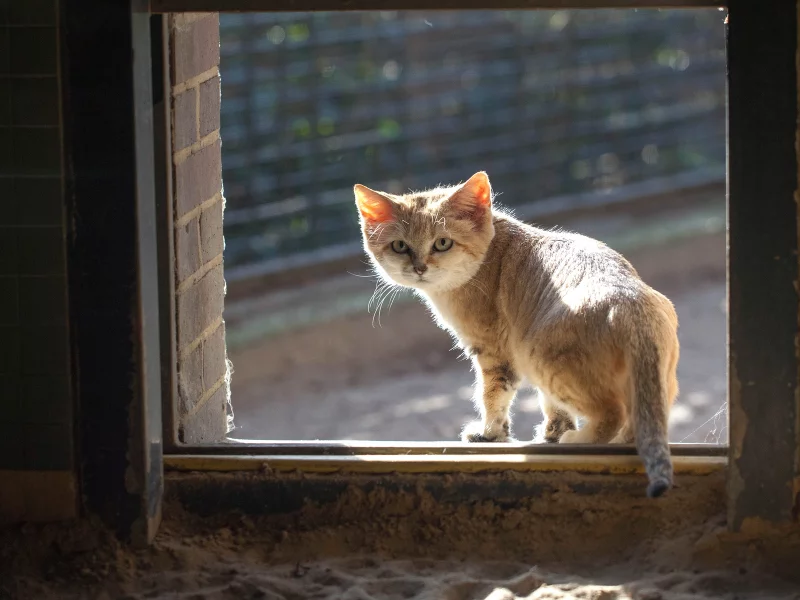котёнок, маленький, животное