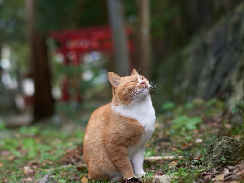 кошка, животные, взгляд, уши