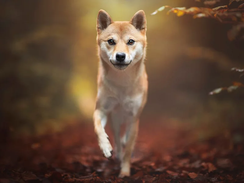 сова, взгляд