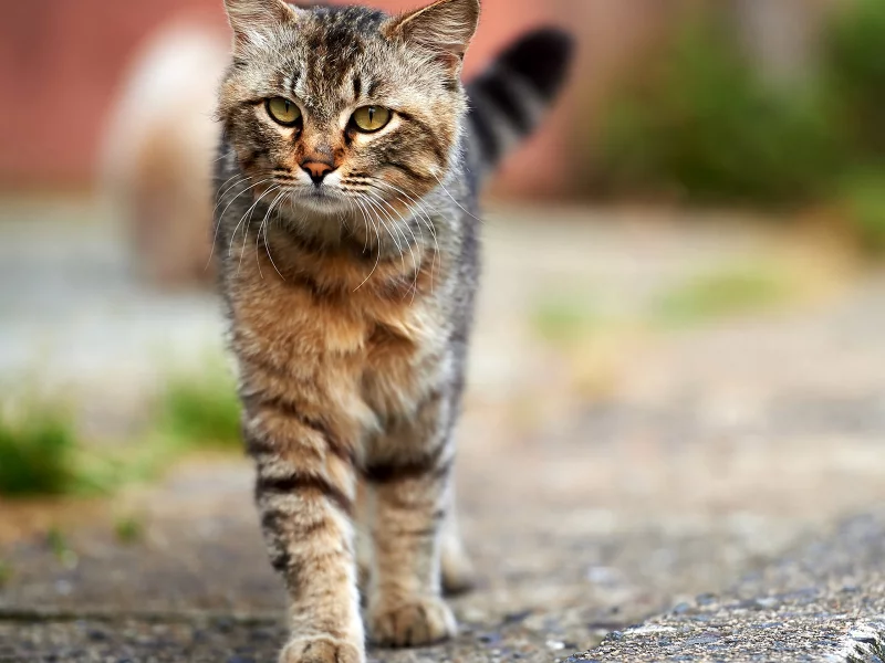 кот, животное, на улице